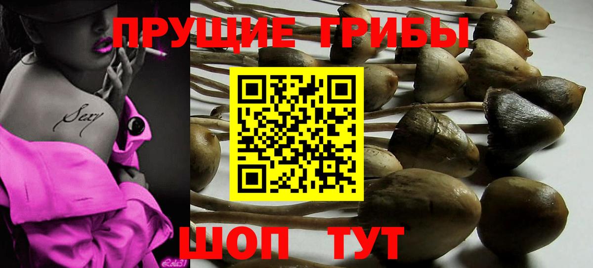 Псилоцибиновые грибы Psilocybine cubensis Видное